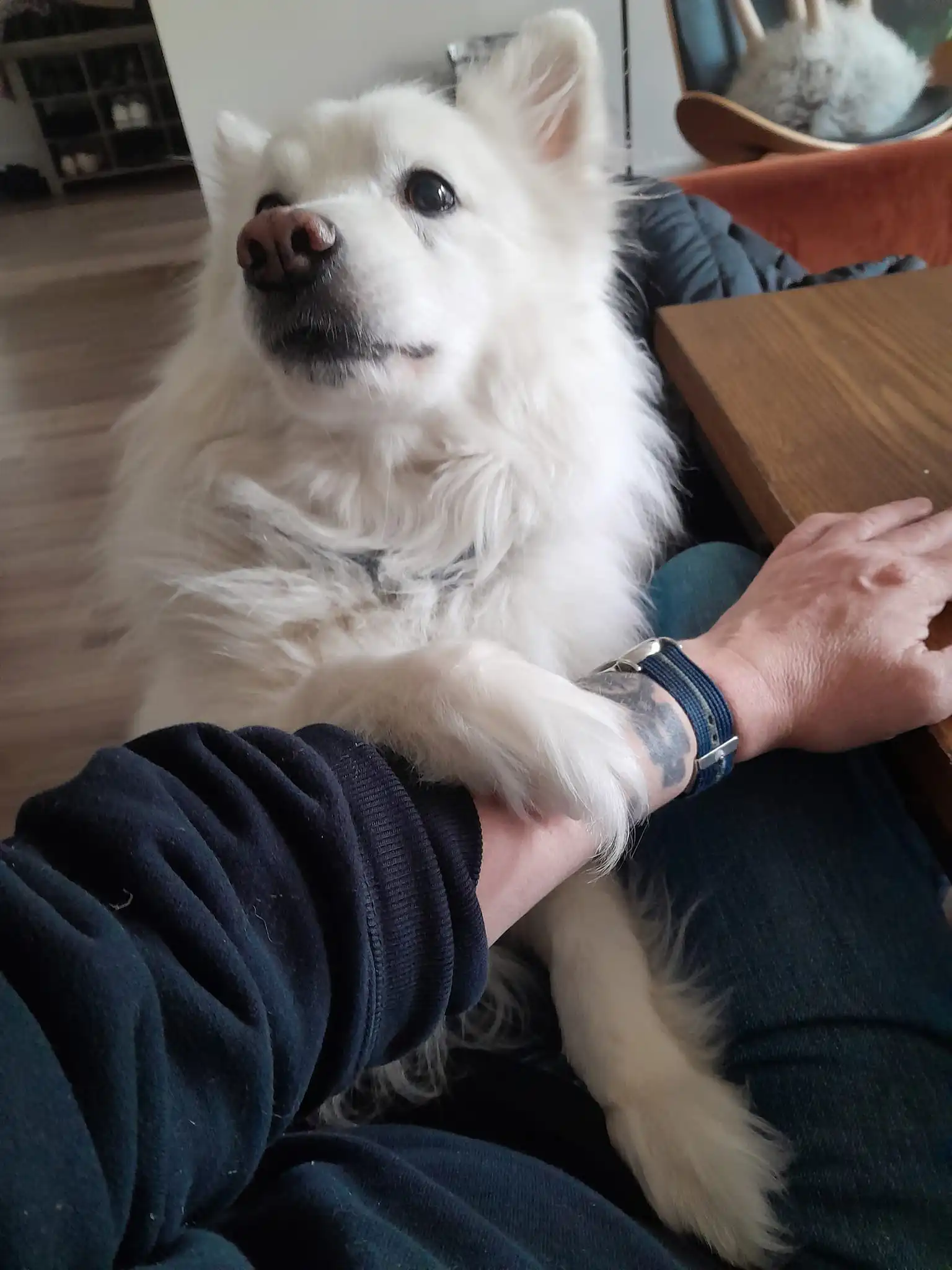 Keith Kinsella professional dog walker caring for dogs in Jersey City, New Jersey